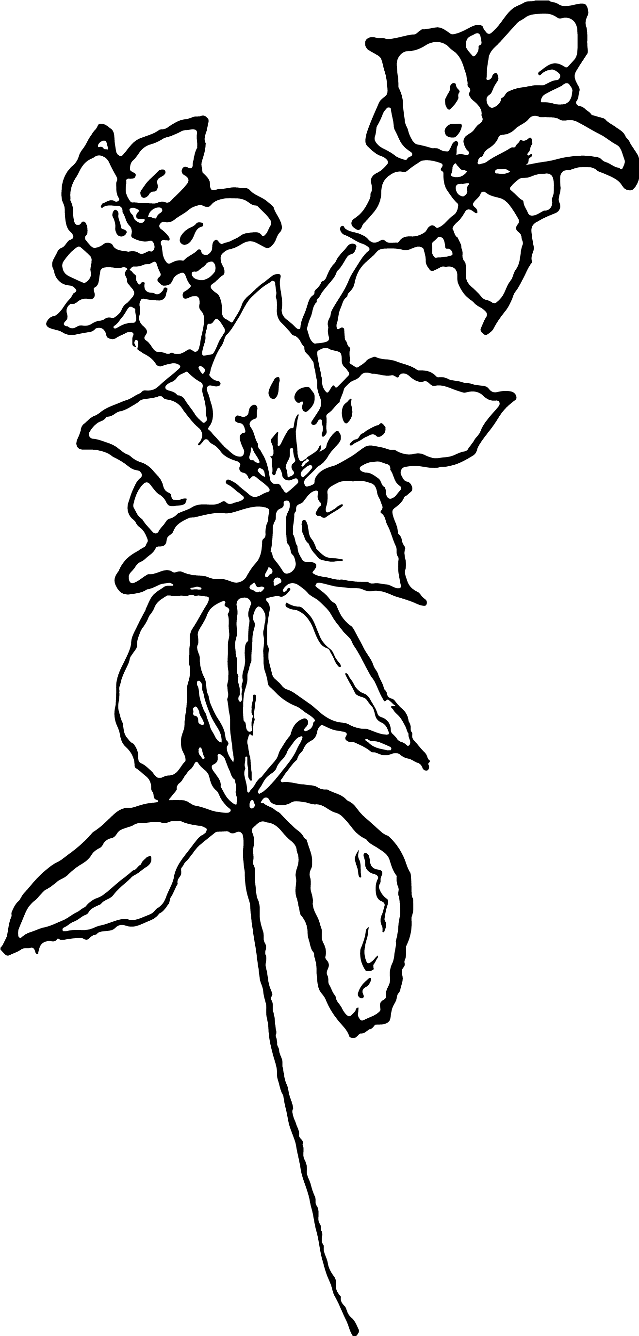 Johanniskraut Illustration